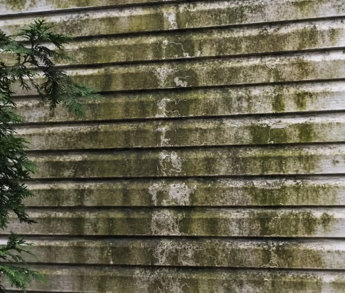 Algae covered vinyl siding before house washing
