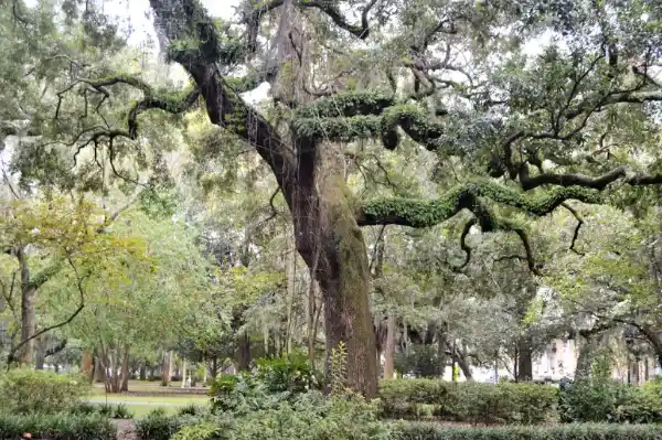 Large oak tree canopy providing shade over a residential area