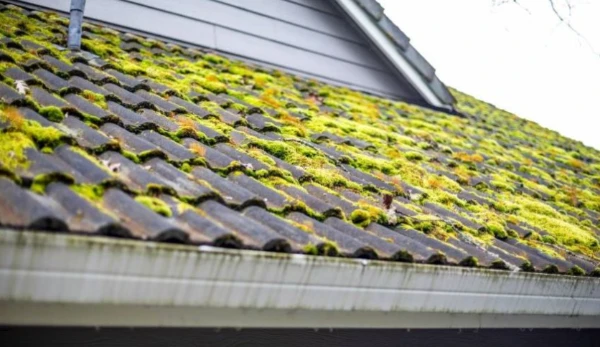 Roof covered in moss and algae on a home in Florida